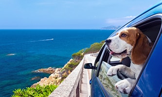 Hund guckt aus fahrendem Auto