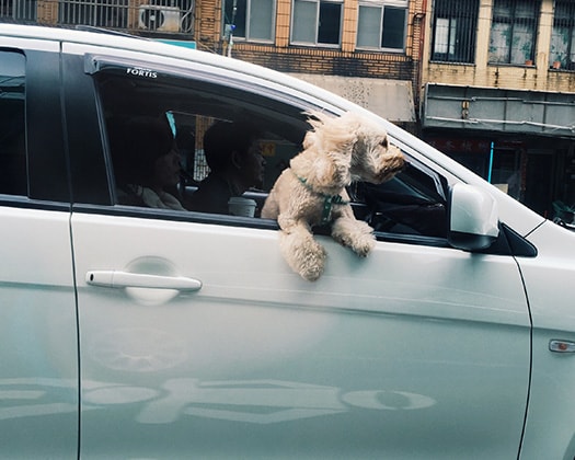 Ein fröhlicher Hund steckt den Kopf aus dem Fenster eines Autos.